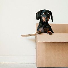 Как правильно упаковывать вещи при переезде